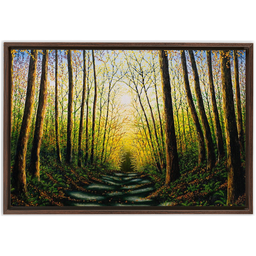 Patterns Of Forest Light