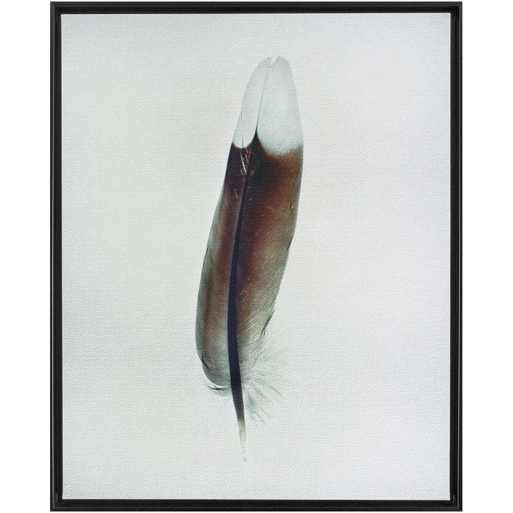 Feather Study