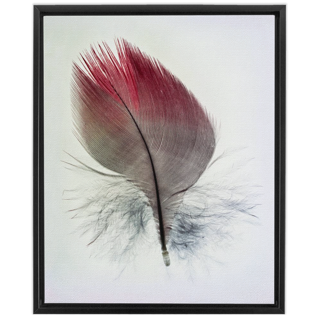 Feather Study