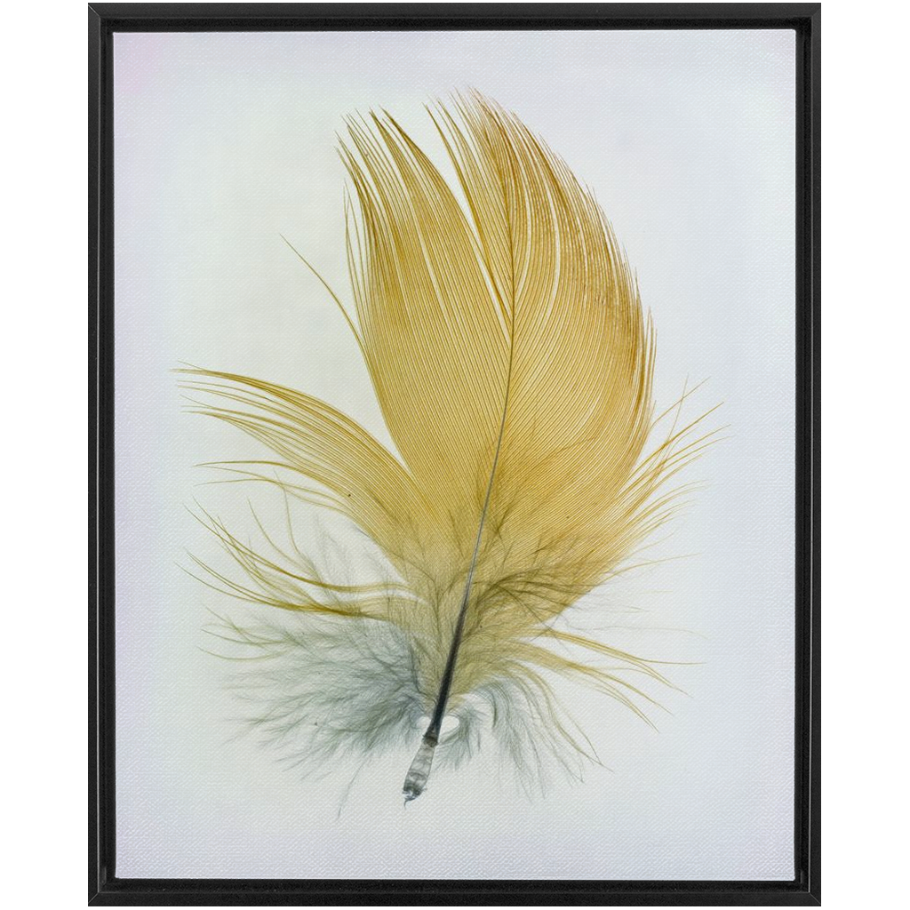 Feather Study