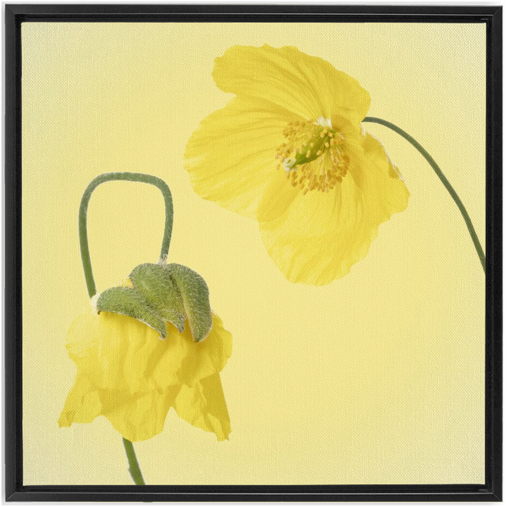 Two Yellow Poppies