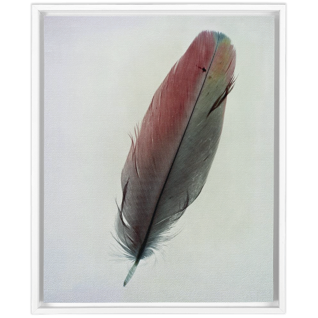Feather Study