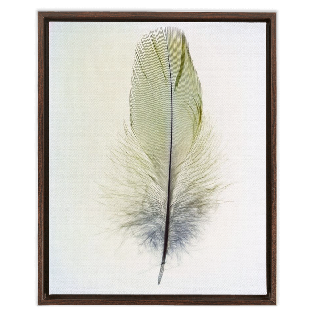 Feather Study