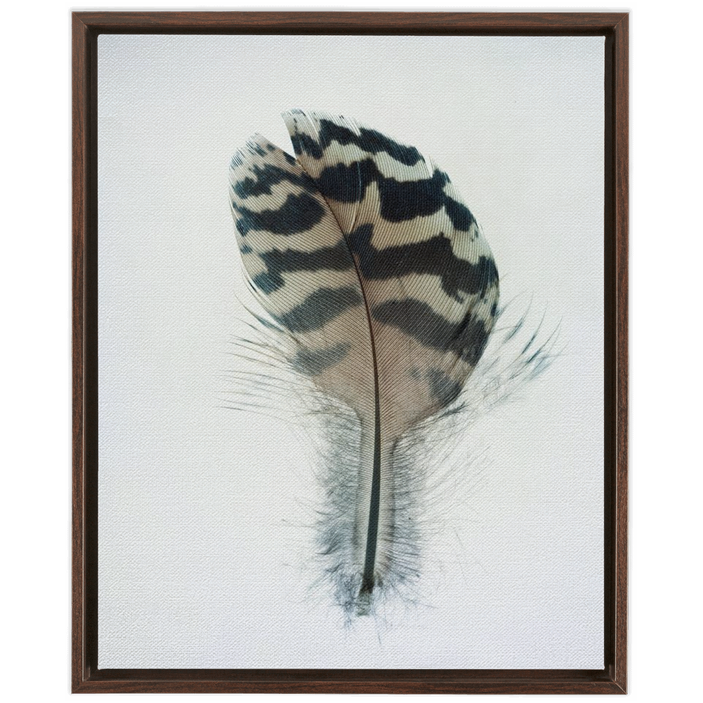 Feather Study