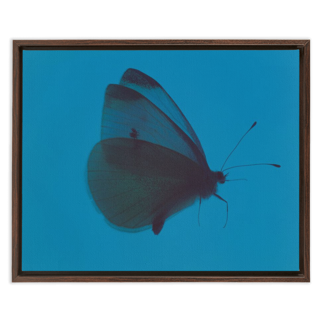 Butterfly Study