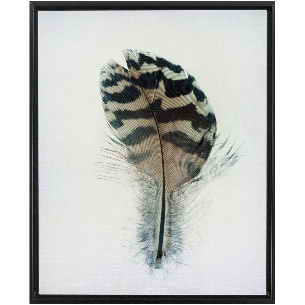 Feather Study