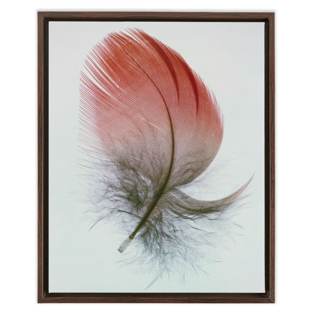 Feather Study