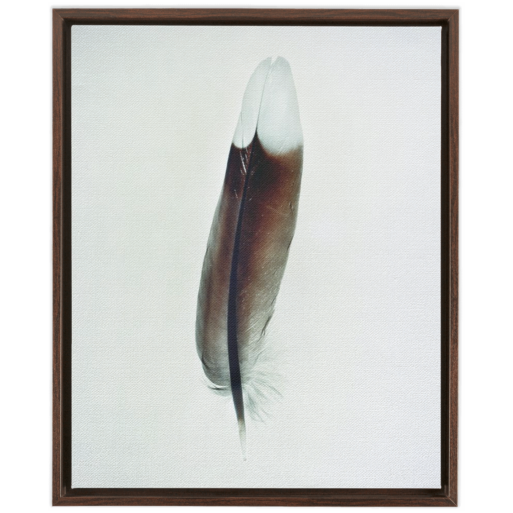 Feather Study