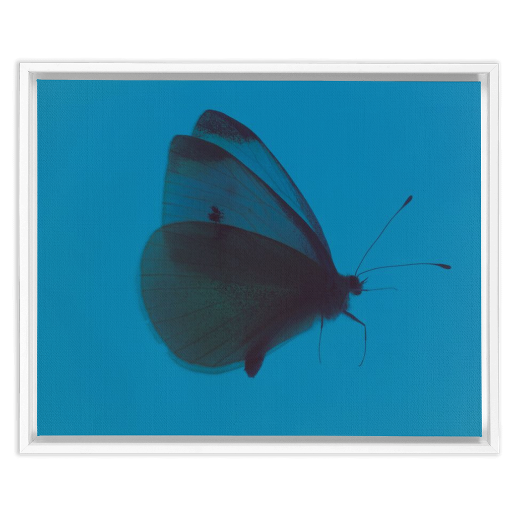 Butterfly Study
