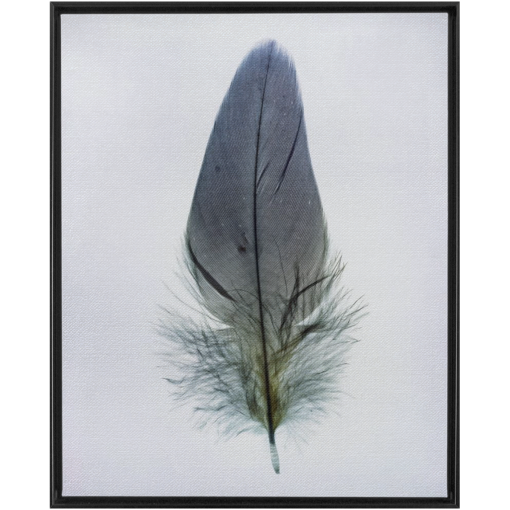 Feather Study