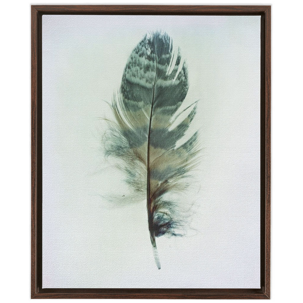 Feather Study