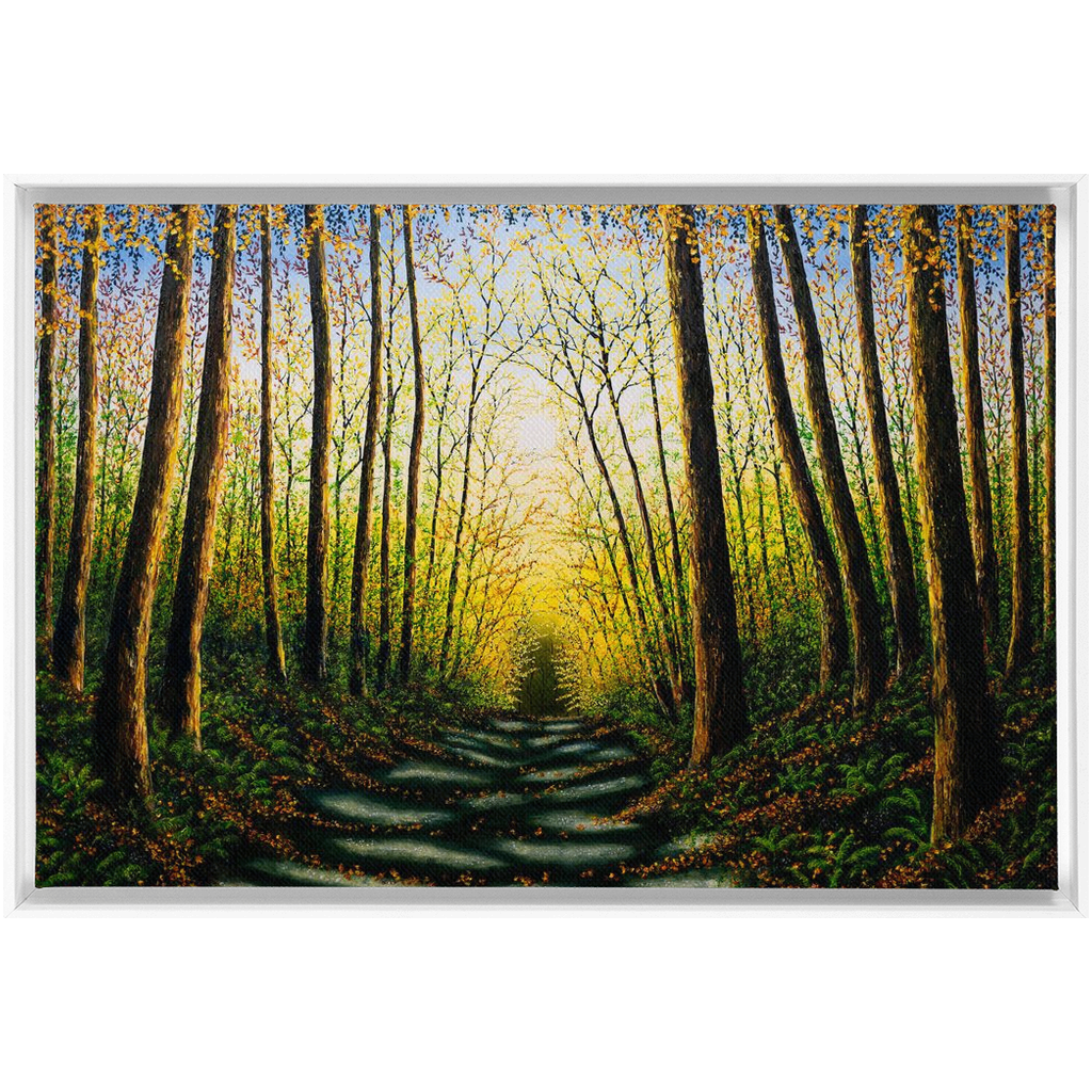 Patterns Of Forest Light