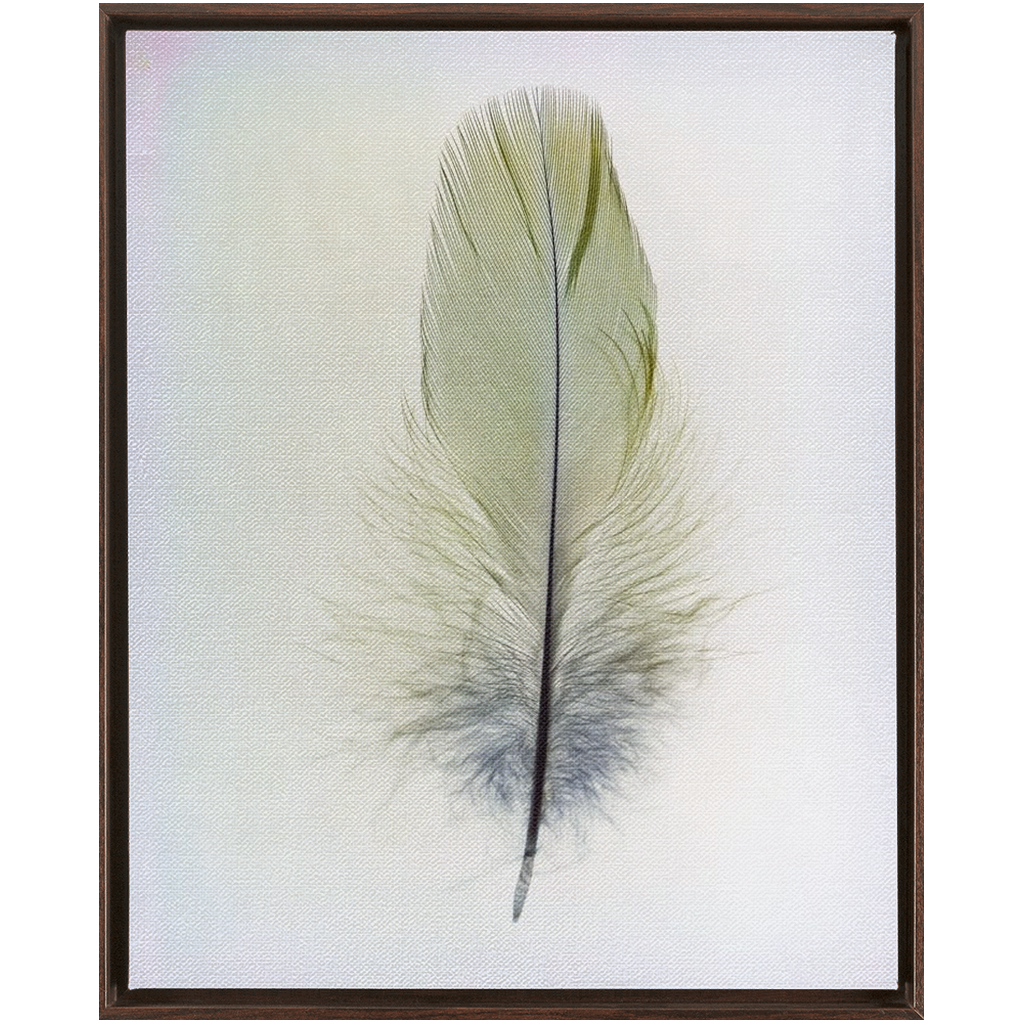 Feather Study