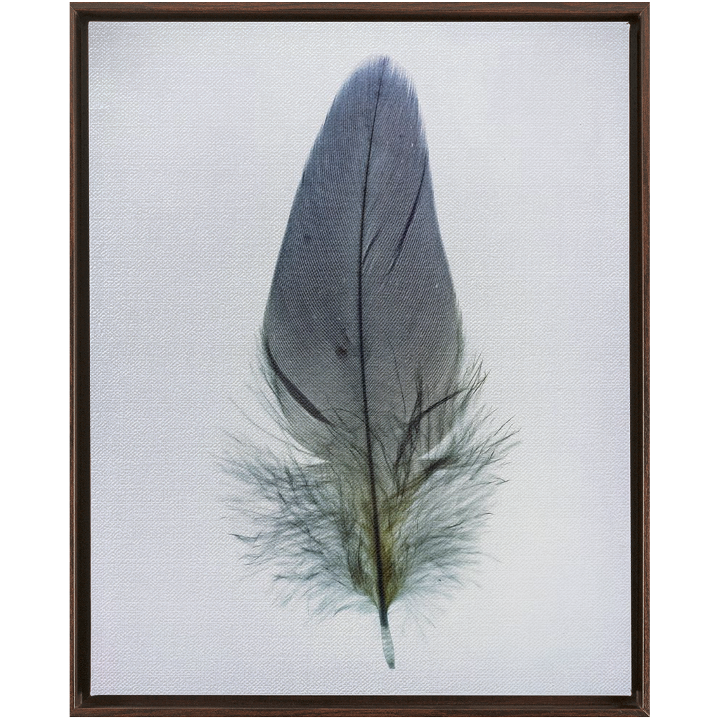Feather Study
