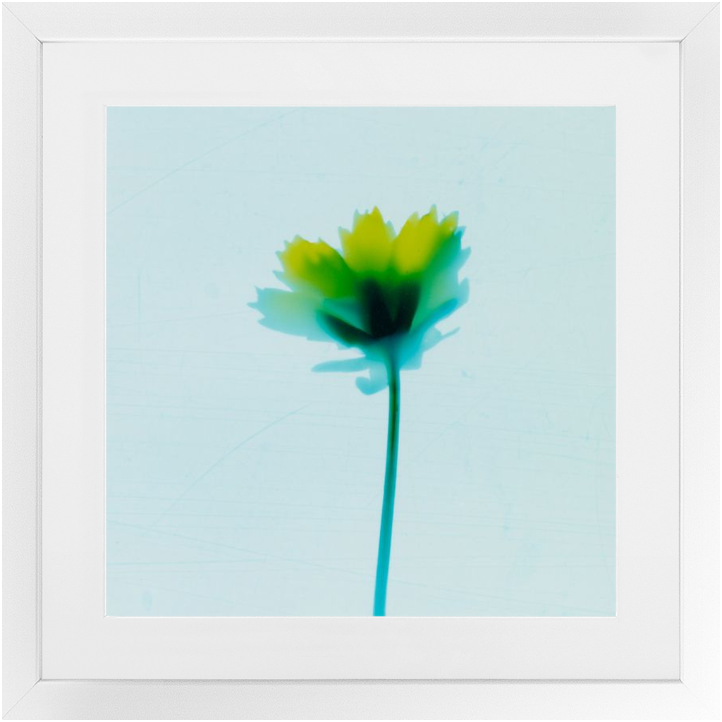 Polaroid Colour Study