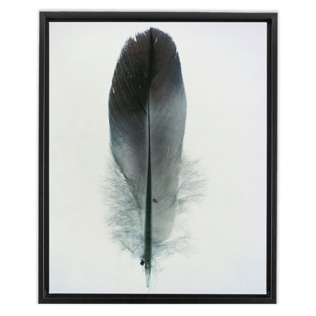 Feather Study