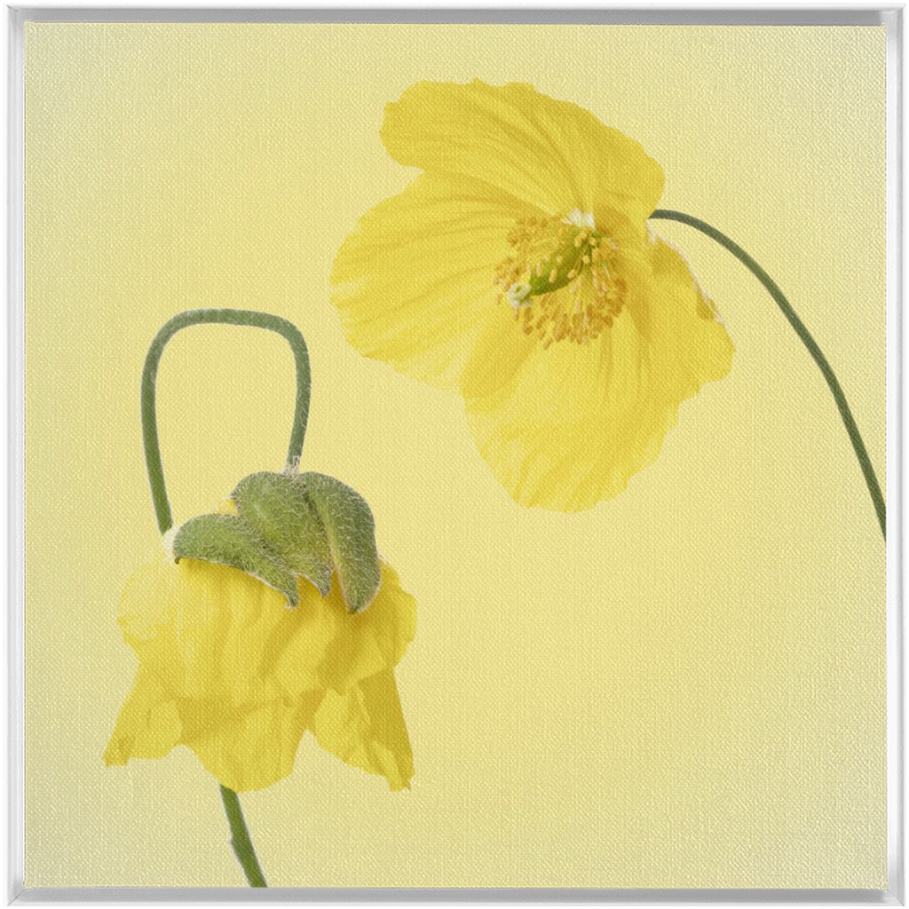 Two Yellow Poppies