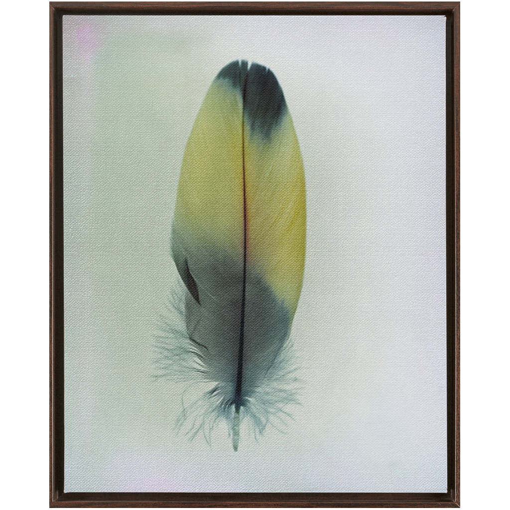 Feather Study