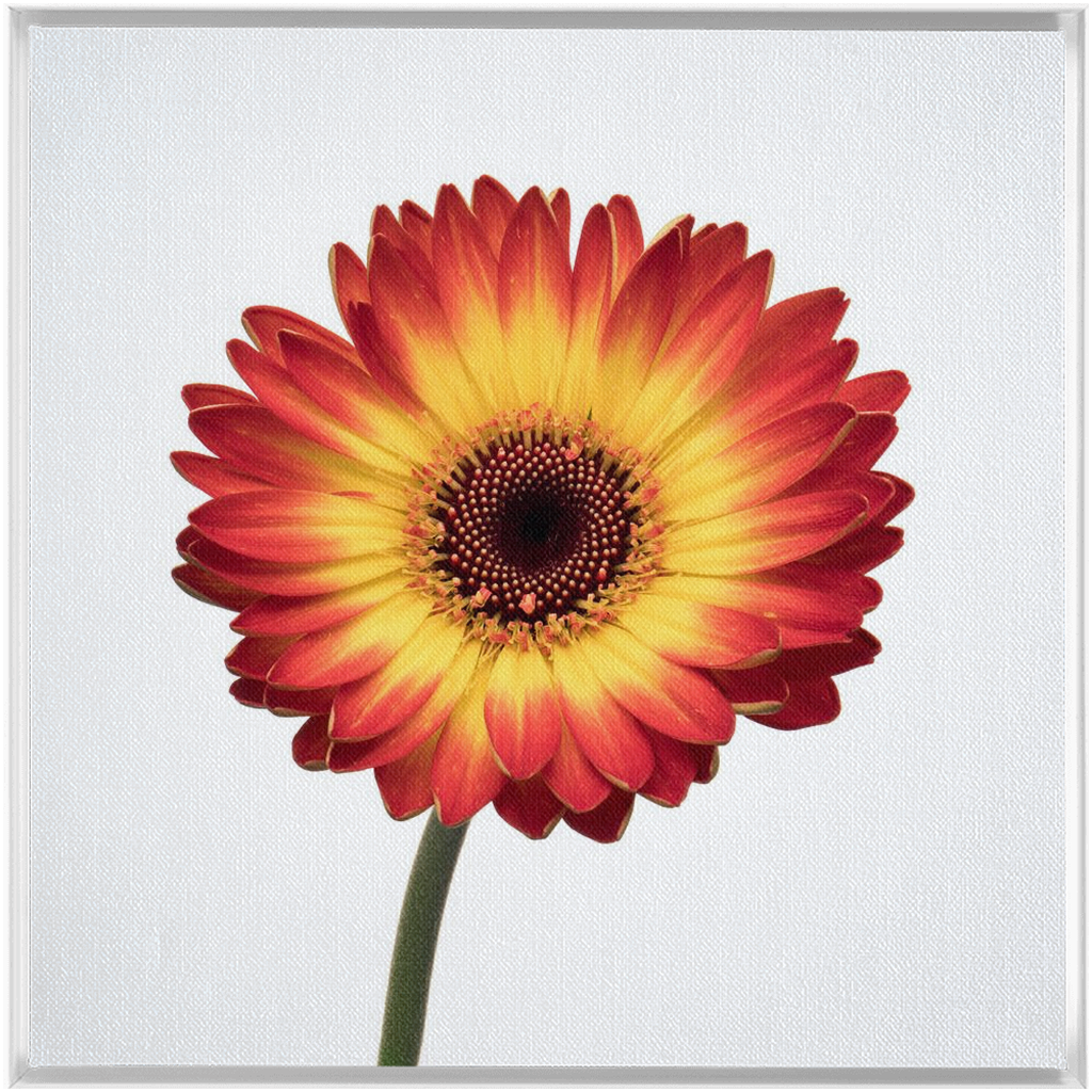 Flaming Gerbera