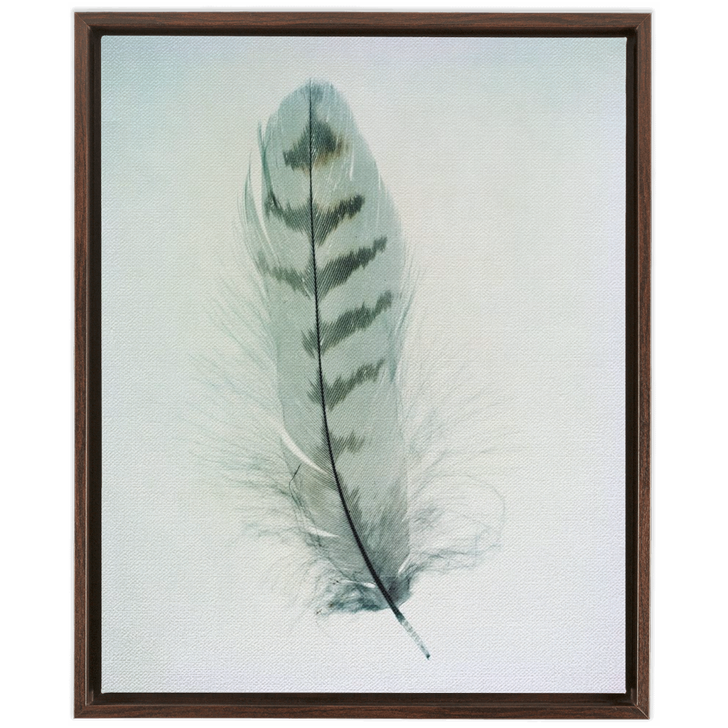 Feather Study