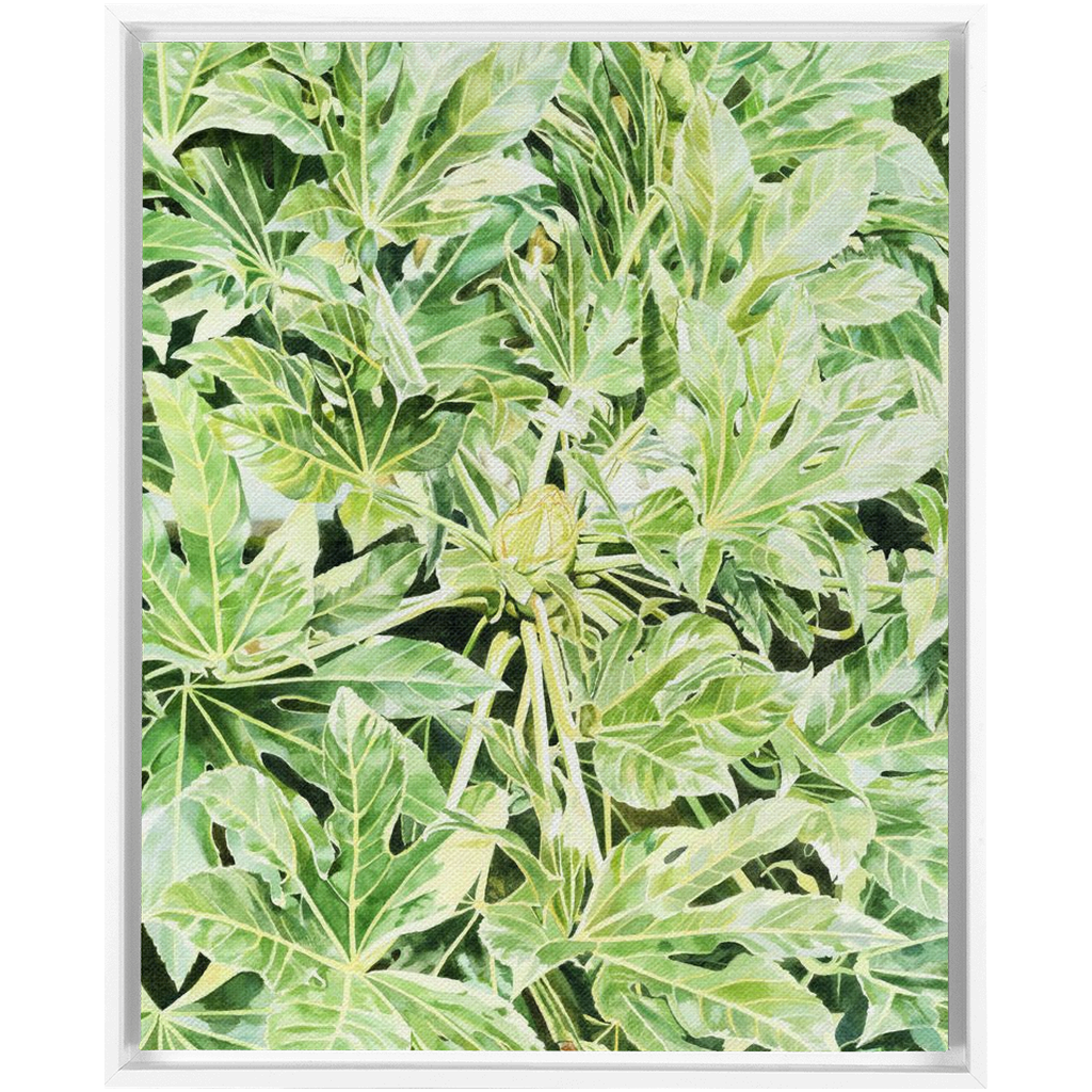 "Japonica"(Variegata)