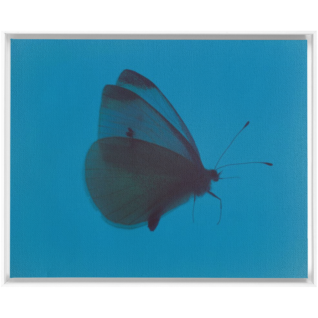 Butterfly Study