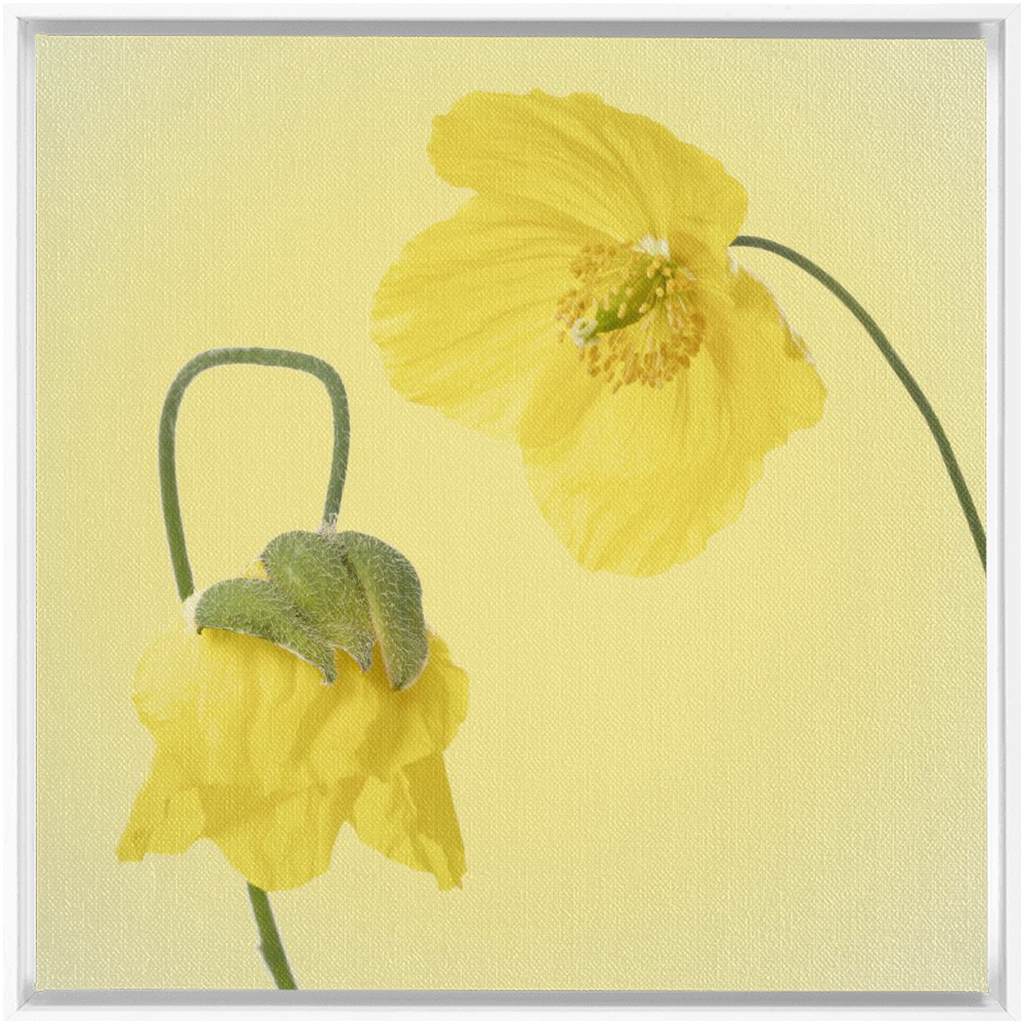 Two Yellow Poppies