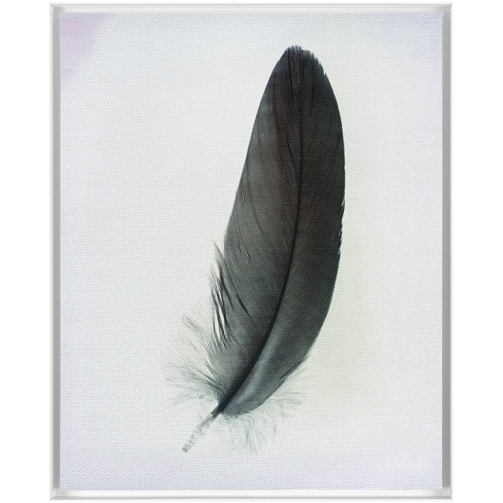 Feather Study