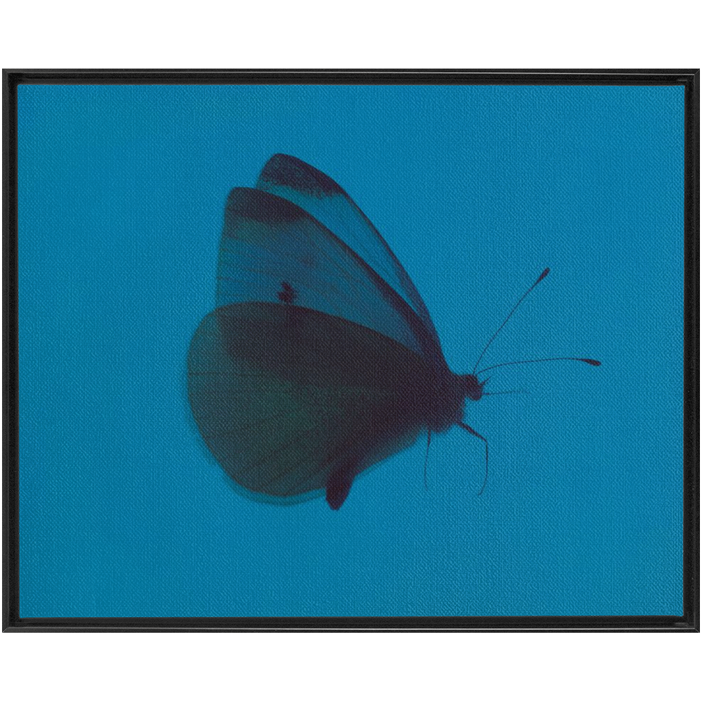 Butterfly Study