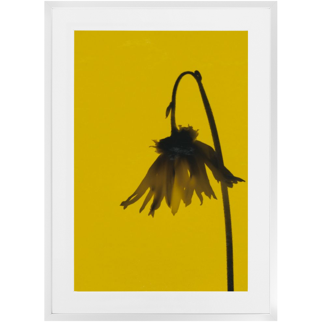 Polaroid Colour Study