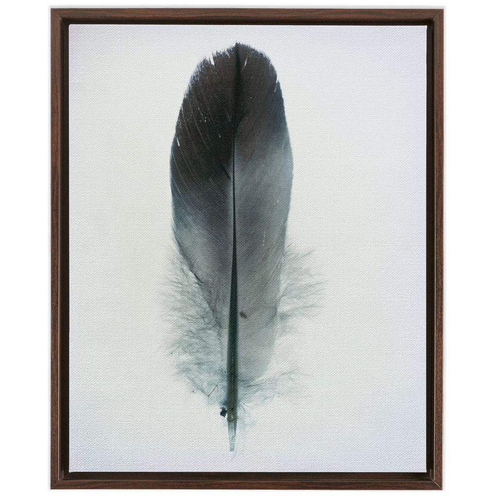Feather Study