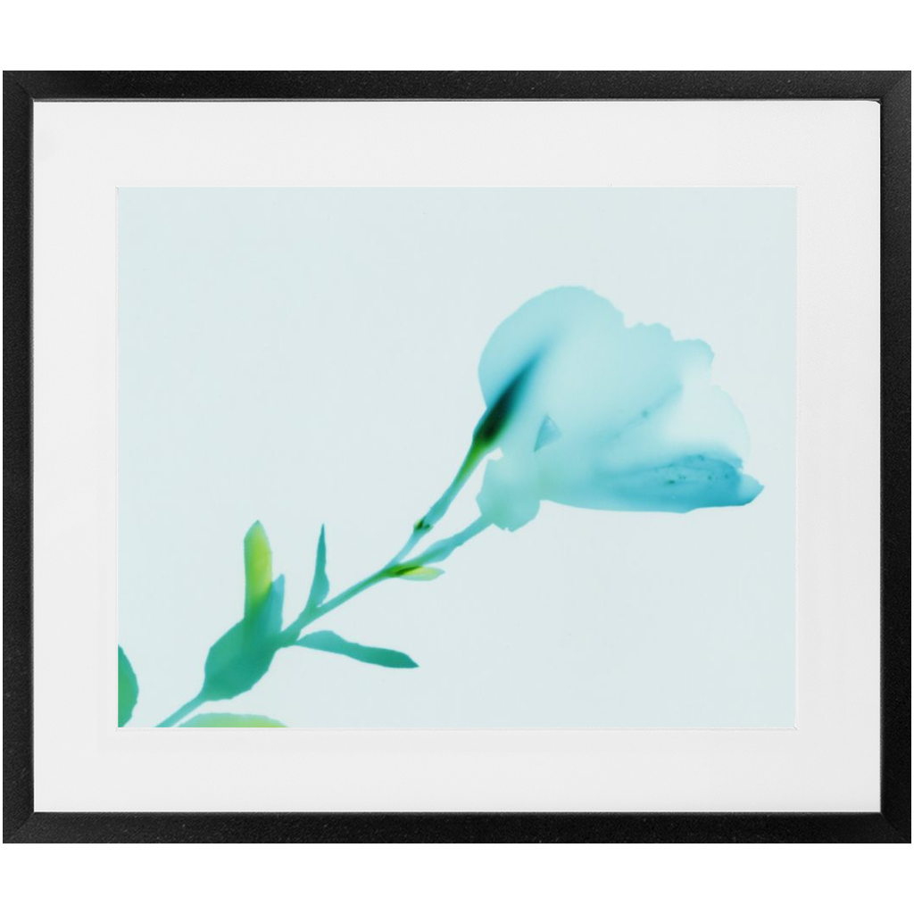 Polaroid Colour Study