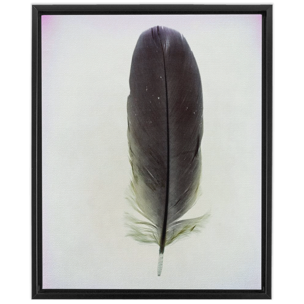 Feather Study