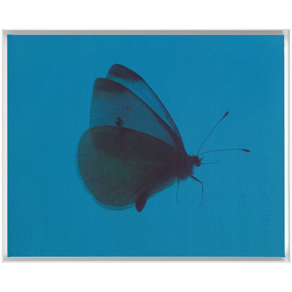 Butterfly Study