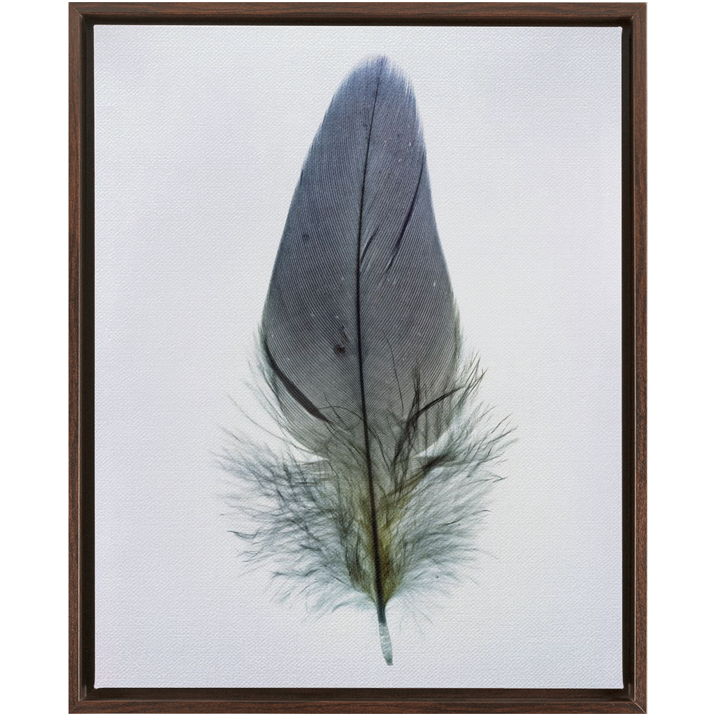 Feather Study