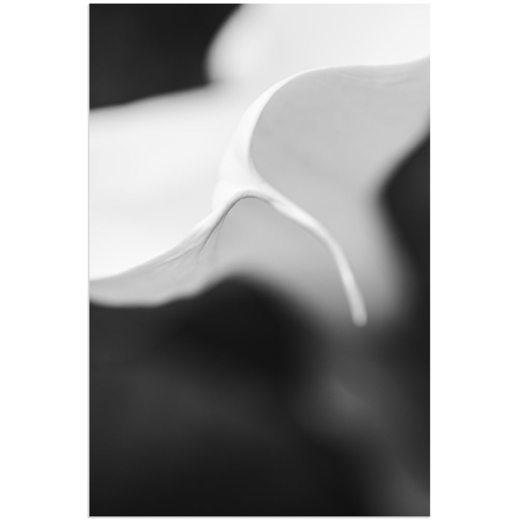 "Courbes en fusion" (Curves in Fusion)