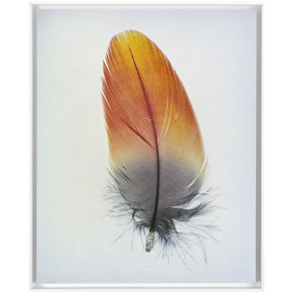 Feather Study