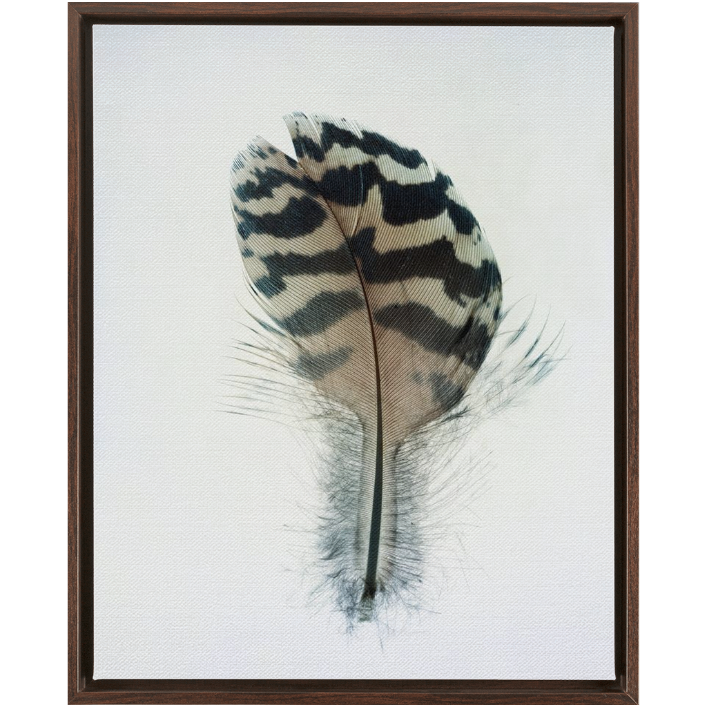 Feather Study