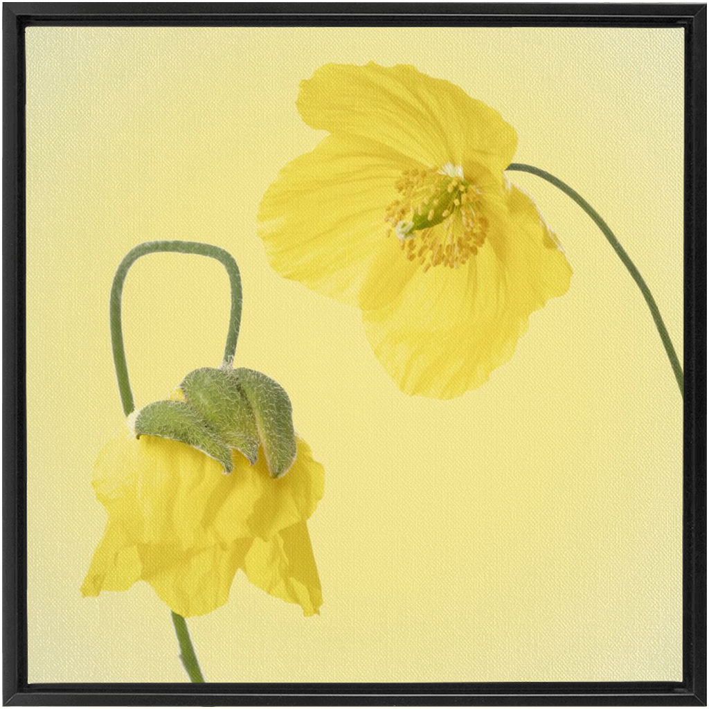 Two Yellow Poppies