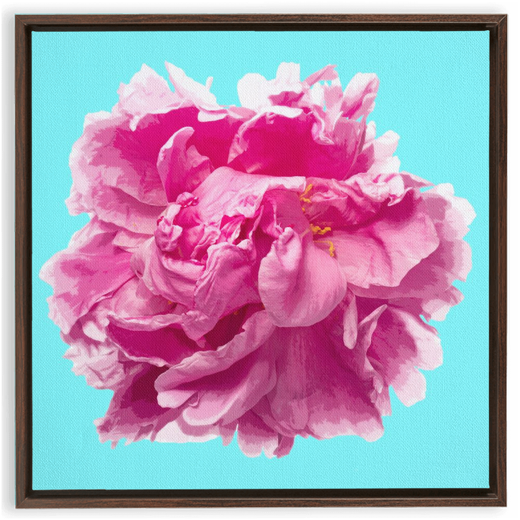 Pink Peony on Cyan