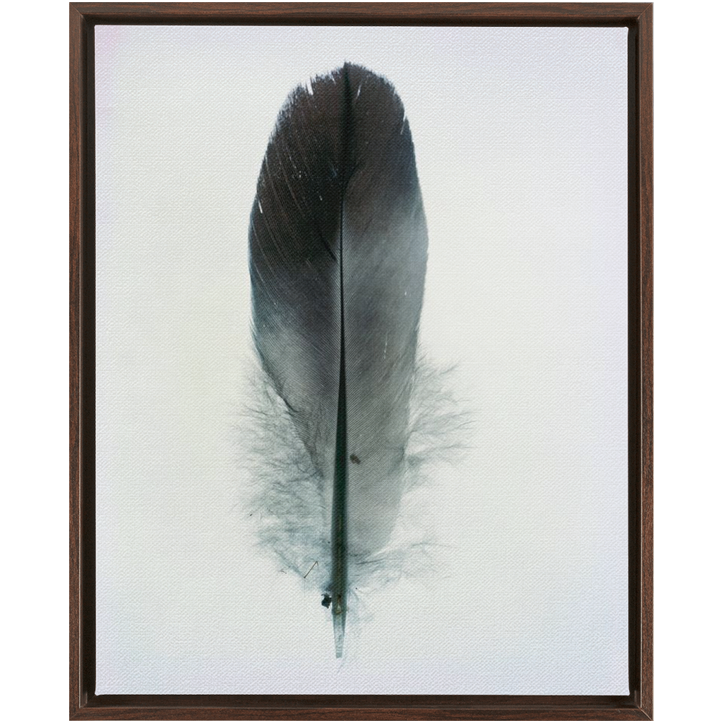 Feather Study