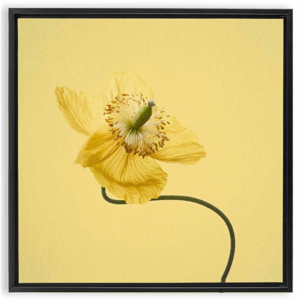 Yellow Poppy 2 on Yellow