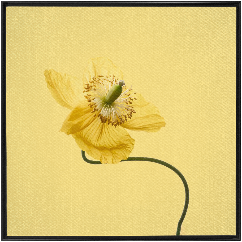 Yellow Poppy 2 on Yellow