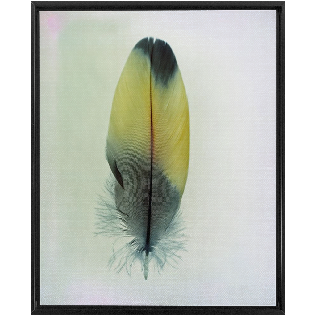 Feather Study