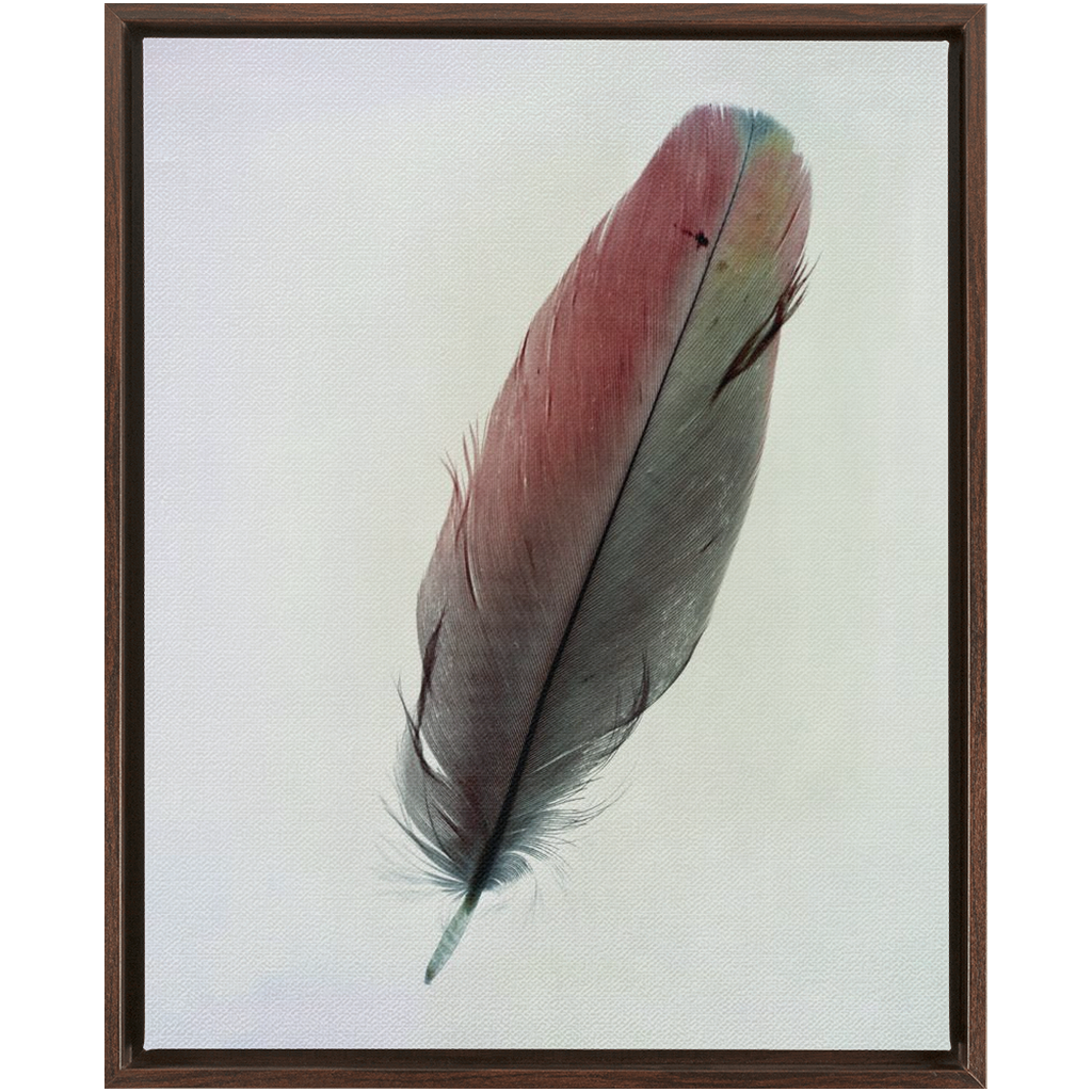 Feather Study