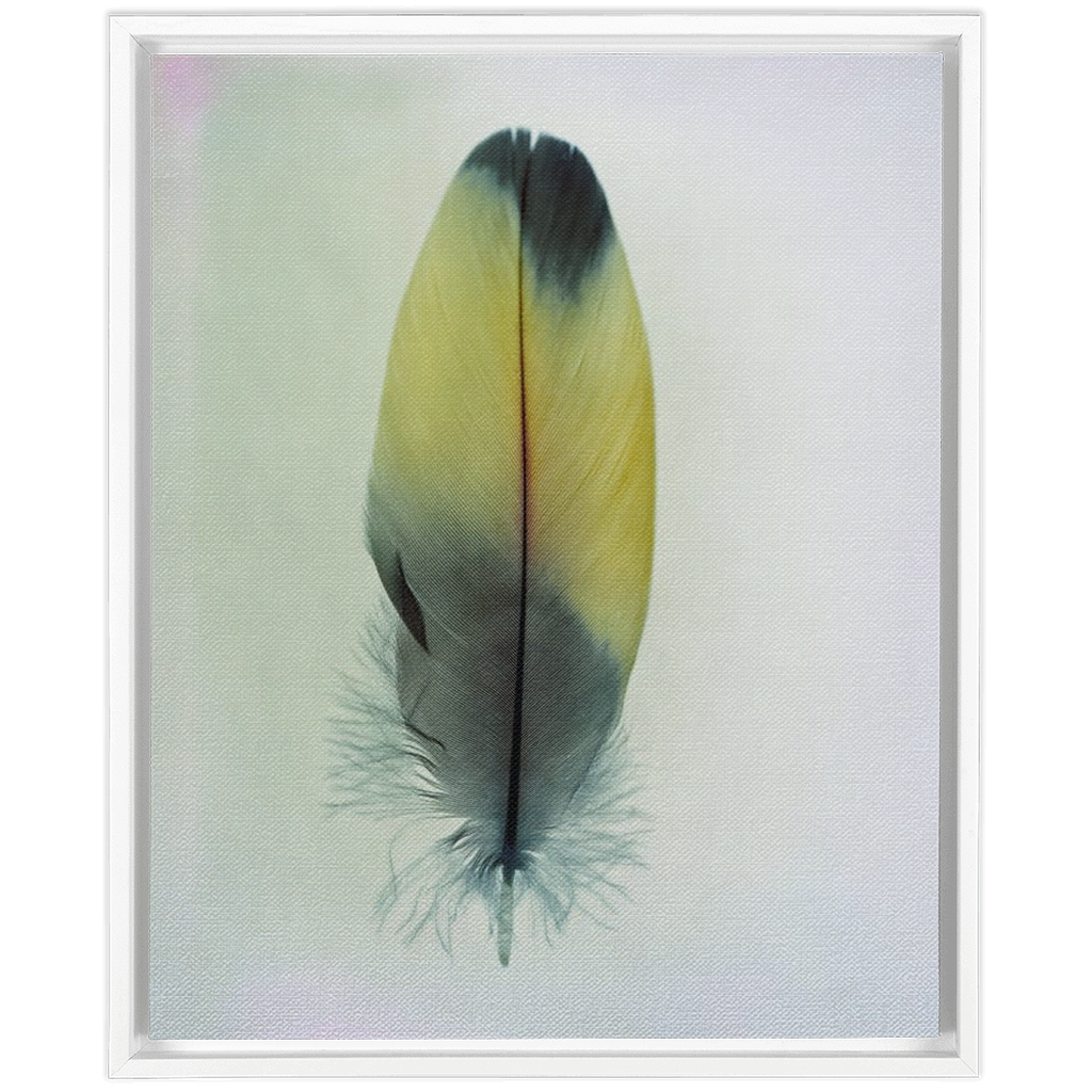 Feather Study