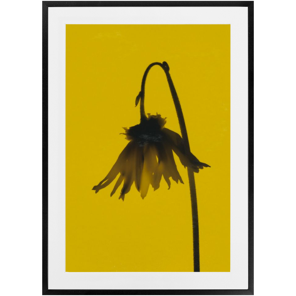 Polaroid Colour Study