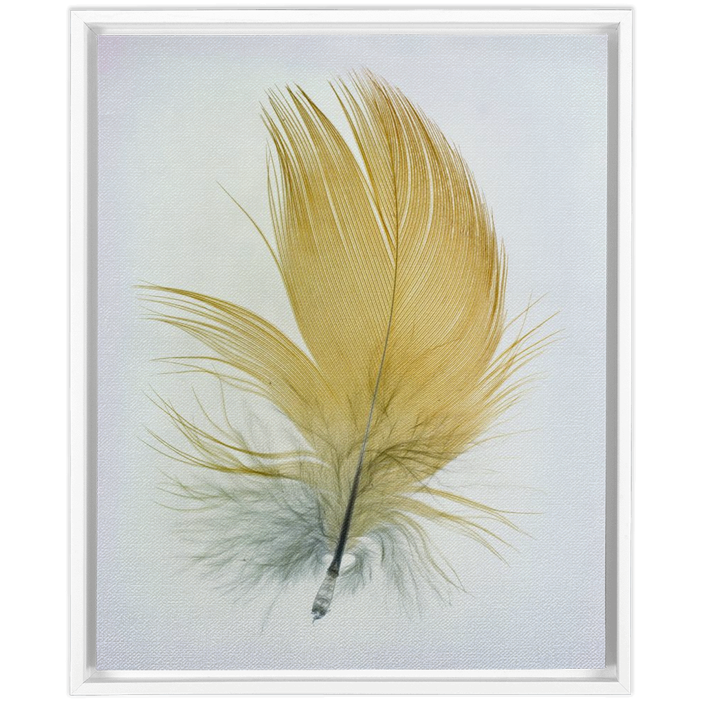 Feather Study