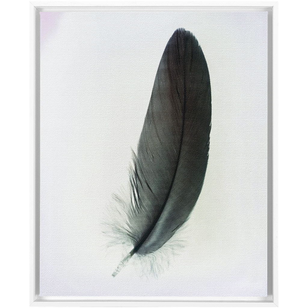Feather Study