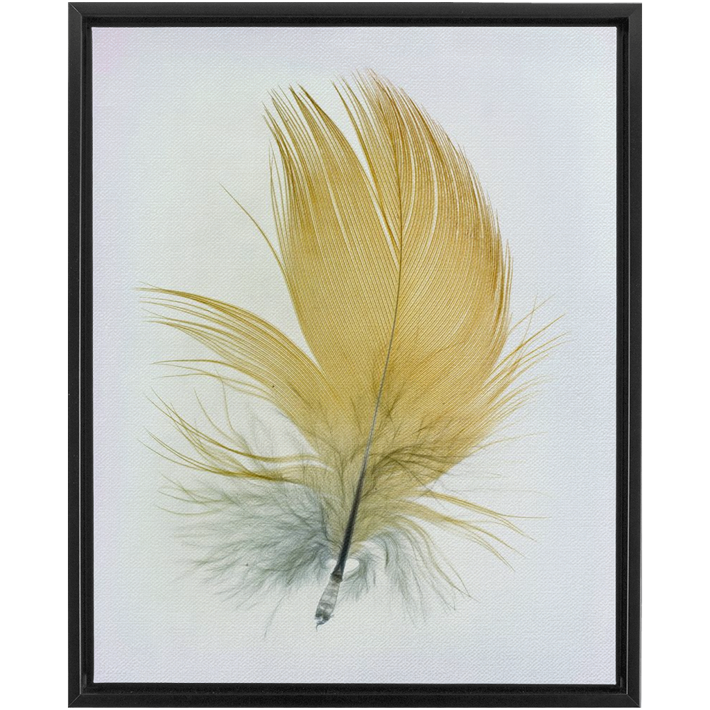 Feather Study